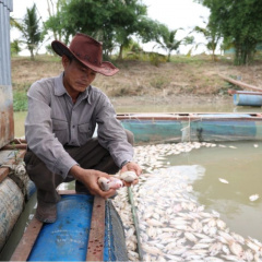 Hàng chục tấn cá nổi trắng sông Krông Nô